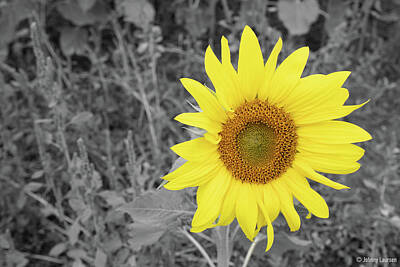Sunflowers Royalty-Free and Rights-Managed Images - A Sunflower in Black and White by John Laursen