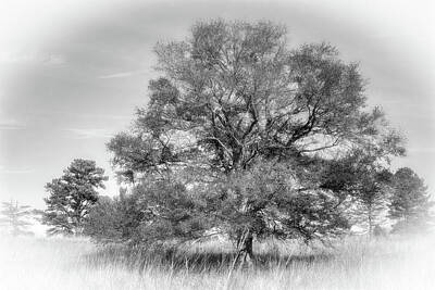 Civil War Art - A Tree, In Gray by David Beard