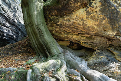 A Tribe Called Beach - A tree, its strong root and sandstone 1 by Adriana Mueller