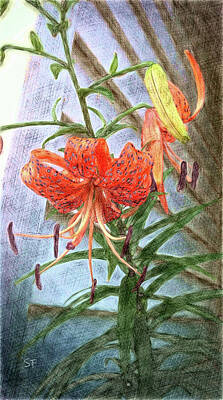 Lilies Mixed Media - A Turkish Tiger Lily  by Shelli Fitzpatrick