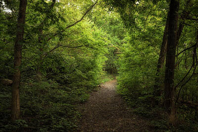 Scott Bean Rights Managed Images - A Walk In The Woods Royalty-Free Image by Scott Bean