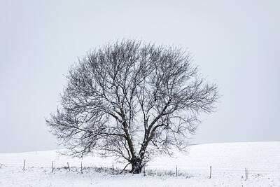 Scott Bean Rights Managed Images - A Winter Tree Royalty-Free Image by Scott Bean