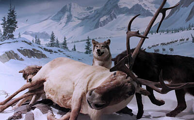 Custom Racing Posters Rights Managed Images - A Wolf Pack Takes Down a Caribou, International Wildlife Museum, AZ, USA Royalty-Free Image by Derrick Neill