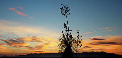 Bear Photography - A Yucca Silhouette, Mule Mountains, Palominas, AZ, USA by Derrick Neill