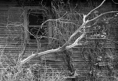 Fine Dining Rights Managed Images - Abandoned Homestead and Tree IR 0358 Royalty-Free Image by Bob Neiman