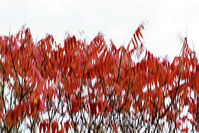 Adventure Photography - Abstract Autumnal Harmony - Mesmerizing Sumac Motion in Bold Vermilion and Crimson by Georgia Mizuleva