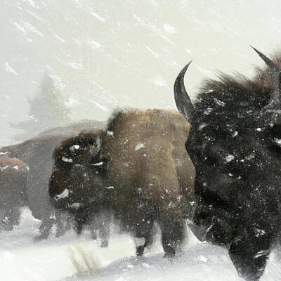 Sultry Plants Rights Managed Images - abstract  buffalo herd in snowstorm #buyintoArt Royalty-Free Image by Steve Estvanik