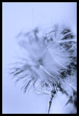 Animals Photos - Abstract Dandy Lion - Black and White by AS MemoriesLiveOn