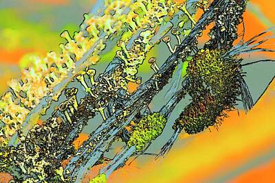 Jerry Sodorff Royalty-Free and Rights-Managed Images - Abstract Nails and Moss by Jerry Sodorff
