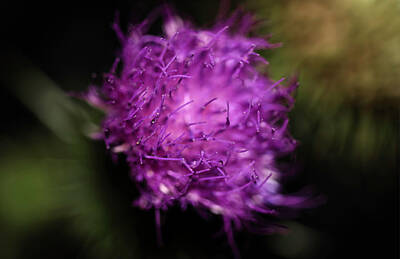 Abstract Flowers Photos - Abstract Purple Allium by AS MemoriesLiveOn