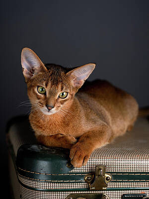 Portraits Photos - Abyssinian Kitten on Suitcase by Nailia Schwarz