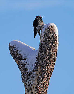 Vintage Ford - Acorn Woodpecker in Snowy Tree by Moment of Perception