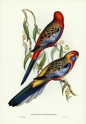 Scooters - Adelaide Parakeet Platycercus Adelaidiae illustrated by Elizabeth Gould 1804-1841 for John Gould by Shop Ability