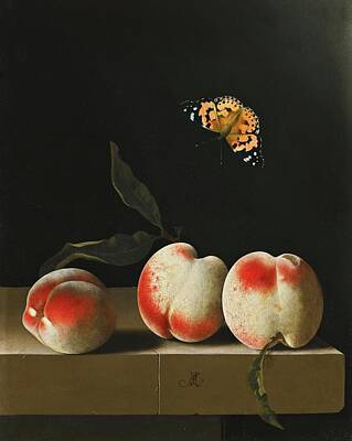 Popular Rustic Neutral Tones Rights Managed Images - Adr aen Coorte  1665 1707    Three peaches on a stone ledge w th a Red Adm ral butterfly by Padre Ma Royalty-Free Image by Romed Roni