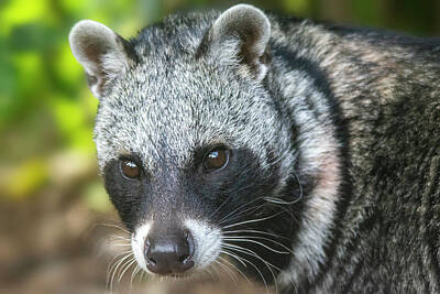 Feathers - African Civet by Gareth Parkes