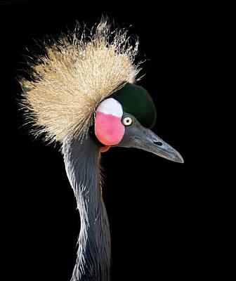 Nighttime Street Photography - African Crowned Crane Portrait by Judi Dressler