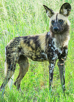 Design Turnpike Vintage Farmouse - African Wild Dog by Julie A Murray