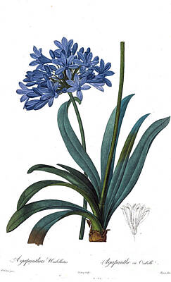 Lilies Drawings - Agapanthus umbellatus African lily z4 by Botanical Illustration