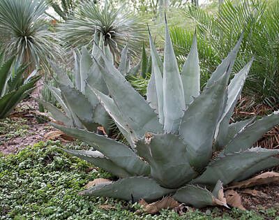 Rustic Cabin - Agave in the Garden by Laurel Powell