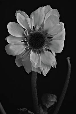Amy Weiss Royalty Free Images - Aging Daisy Portrait - Black and White Royalty-Free Image by Wafa Dahdal