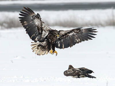 Birds Photo Rights Managed Images - Air Assault Royalty-Free Image by Michael Dawson