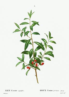 Ocean Diving - Alabama dahoon Ilex Cassine angustifolia from Traite des Arbres et Arbustes que lon cultive en Fr by Shop Ability
