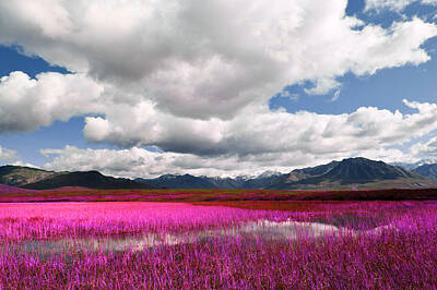Giuseppe Cristiano - Alaskan wilderness landscape - 5 - Infrared - Purple by Celestial Images