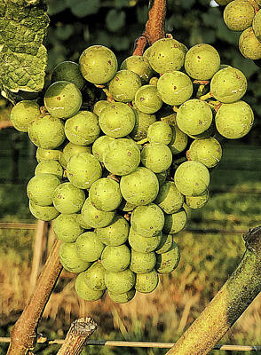 Lori A Cash Royalty-Free and Rights-Managed Images - Albarino Grapes Up Close by Lori A Cash