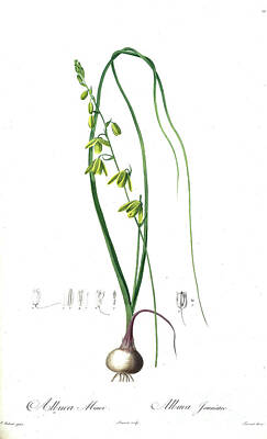 Lilies Drawings - Albuca minor z1 by Botanical Illustration