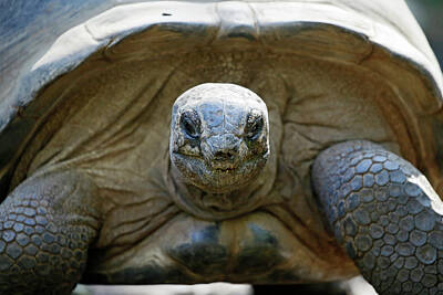 Reptiles Royalty Free Images - Aldabra Tortoise Royalty-Free Image by Shoal Hollingsworth
