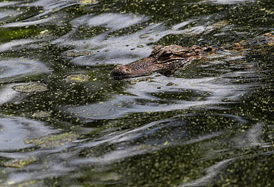 Reptiles Photos - Alligator Alley by Suzanne Gaff