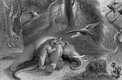 Reptiles Drawings - Alligator And Dead Elephant j by Historic illustrations
