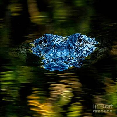 Reptiles Photos - Alligator Eye To Eye by Jennifer Jenson