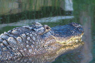 Reptiles Photos - Alligator Headshot by Debra Martz