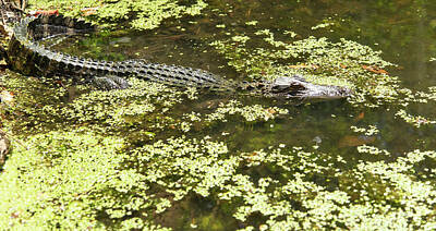 Reptiles Rights Managed Images - Alligators at Magnolia Plantation and Gardens Charleston South Carolina Royalty-Free Image by Wayne Moran