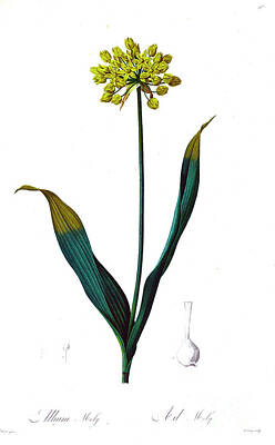 Lilies Drawings - Allium moly, yellow garlic z6 by Botanical Illustration