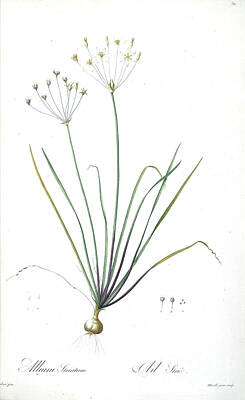 Lilies Drawings - Allium strictum Here As Allium striatum z4 by Botanical Illustration