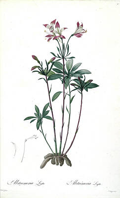 Lilies Drawings - Alstroemeria ligtu z3 by Botanical Illustration