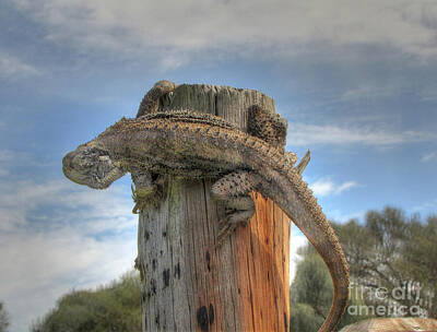 Reptiles Photo Royalty Free Images - Am I safe up here Royalty-Free Image by Deane Palmer