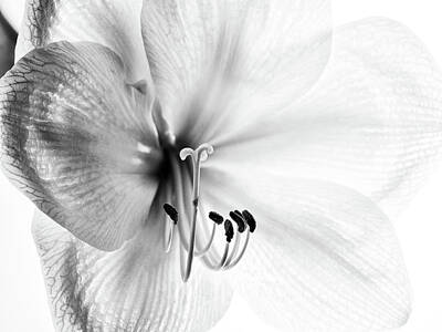 Floral Photos - Amaryllis by Nailia Schwarz