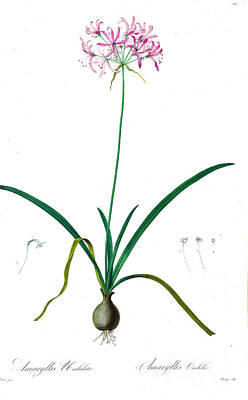 Lilies Drawings - AMARYLLIS UNDULATA z2 by Botanical Illustration