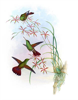 Birds Royalty-Free and Rights-Managed Images - Amazilia Devillei Humming Bird by John Gould