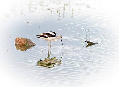 Landmarks Rights Managed Images - American Avocet in Texas II Royalty-Free Image by Joan Carroll