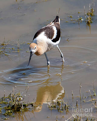 Landmarks Royalty Free Images - American Avocet Poised Royalty-Free Image by Michael Dawson