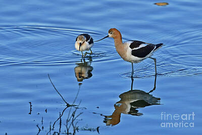 Christmas Ornaments - American avocet with Chick by Amazing Action Photo Video