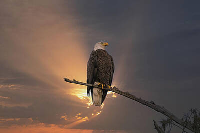 Landmarks Photos - American Bald Eagle at Sunset by Steve Rich