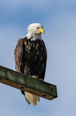 Birds Photos - American Bald Eagle Portrait by Bob VonDrachek