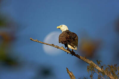 Landmarks Photos - American Bald Eagle - The Setting Moon 2 by Steve Rich