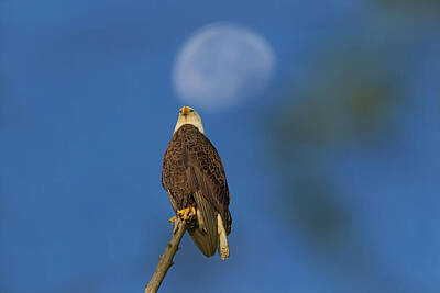 Landmarks Photos - American Bald Eagle - The Setting Moon by Steve Rich