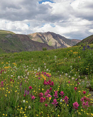 Landmarks Royalty-Free and Rights-Managed Images - American Basin Wildflowers by Bridget Calip
